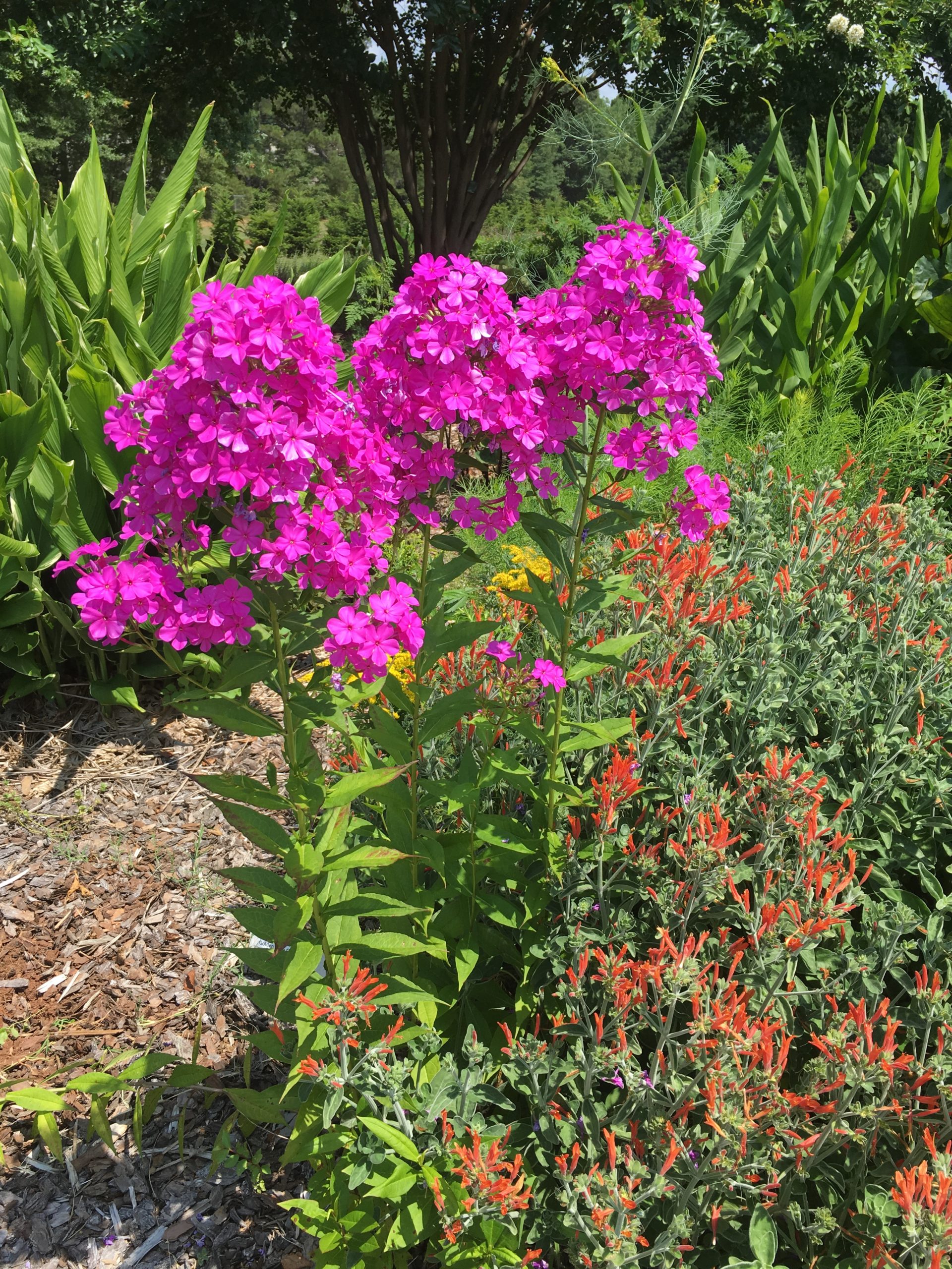 Georgia Certified Plant Professional Study-Site – Training at UGA Urban Ag